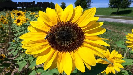 오피쓰 신림 (OPSS1 닷컴)