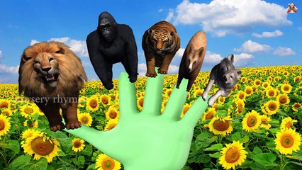 Finger Family Song || DINOSAUR V/S BARE version || Nursery Rhymes and Baby Songs