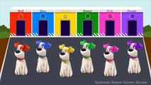 The Secret Life Of Pets Colors For Children To Learn | Learning Colours for Kids w Pets Secret Life