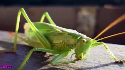 Con Cào Cào Có Cái Cánh Xanh Xanh - Nhạc Thiếu Nhi Hay Nhất