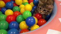 10 Cats playing in a pool of colorful balls ボールプールで遊ぶ10匹の猫