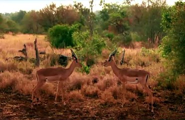 90 - Brian Cox - I'm Protein