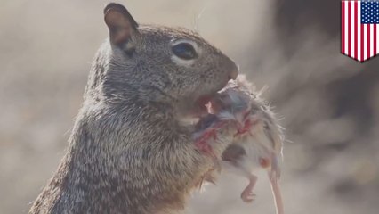 Squirrel vs mouse: Hungry squirrel has fellow rodent over for lunch