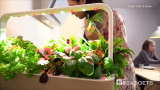 Click and Grow small plant gadgets