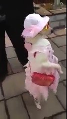 DOG IN FESTION STYLE