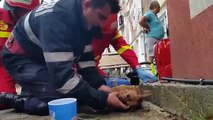 Un pompier sauve un chien en lui faisant du bouche-à-bouche