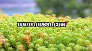 일산키스방 / 상계휴게텔 / OPSS1。COM / 구글 → 오피쓰