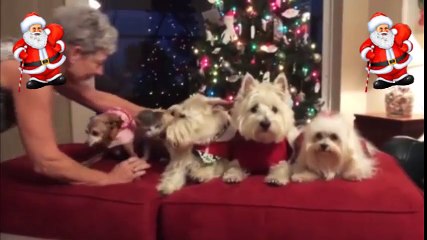 Chó là một "nhân vật" mới không thể thiếu trong đêm Giáng sinh