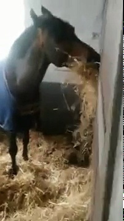 Horse shares with his friend