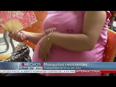 Dificultad para controlar Zika al norte de Miami por mosquitos resistentes a insecticidas