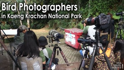 Bird Photographers in Kaeng Krachan National Park