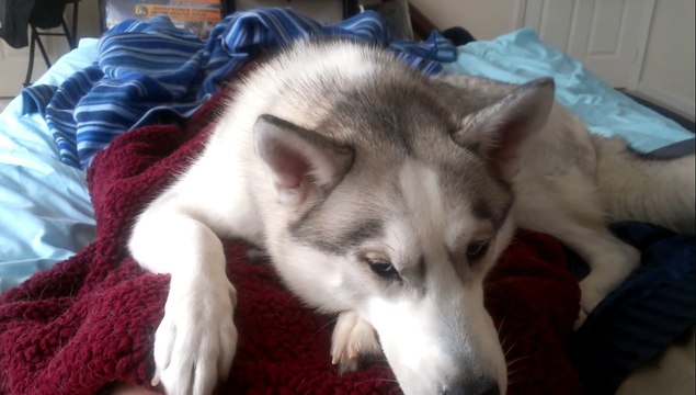 Quand ton chien te réveille comme ça tous les matins lol