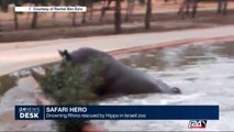 Drowing Rhino rescued by Hippo in Israeli zoo