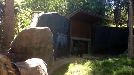 Ce gorille n'en a rien à battre... Ahahah