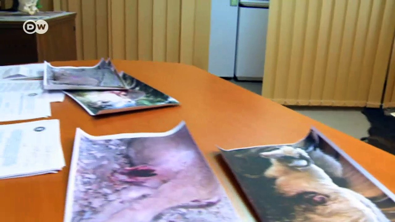 Ende der Bärenjagd in Rumänien | Fokus Europa