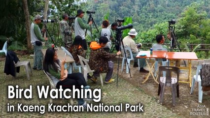 Bird Watching in Kaeng Krachan National Park