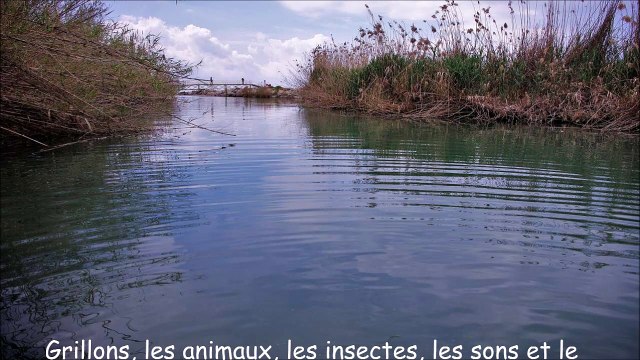 Grillons, les animaux, les insectes, les sons et le bruit hibou et l'eau courante