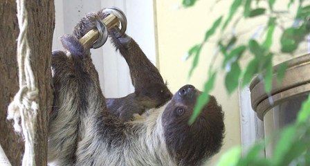 Autriche: un bébé paresseux est né au zoo de Vienne