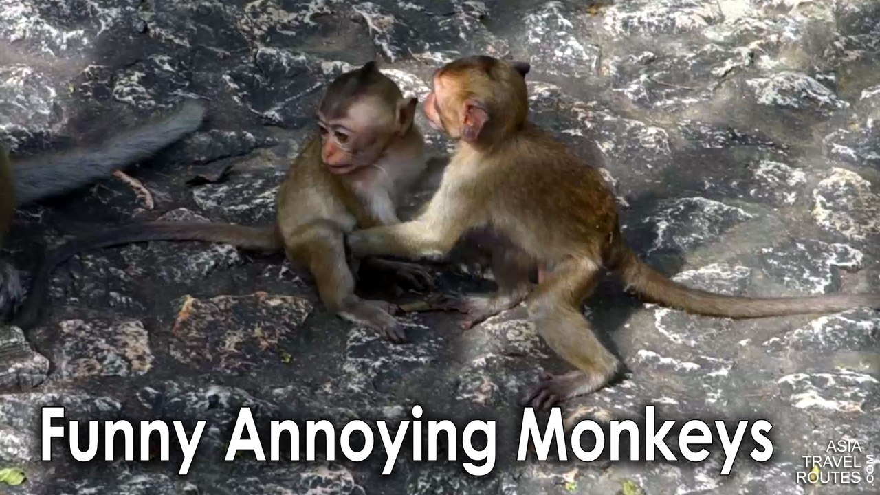 Funny Annoying Monkeys