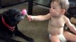 Cats and dogs sneezing, playing with kids and much more - Watch and laugh!