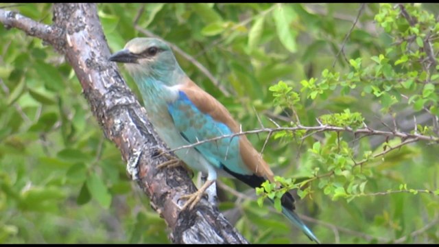 Afrique du Sud (Kruger Park) by Traveler's Step