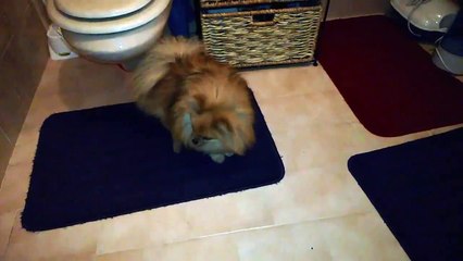 Una Dolce Sorpresa ad un Certo Punto Apparirà, chissà Cosa Sarà!