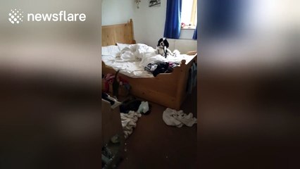 Dog and cat make hilarious mess in owner's bedroom
