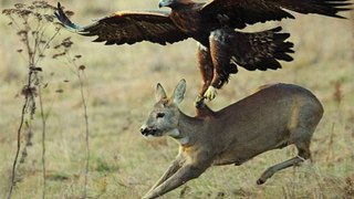 Clip Chim săn mồi - Những cú vồ mồi đáng sợ của Đại bàng núi