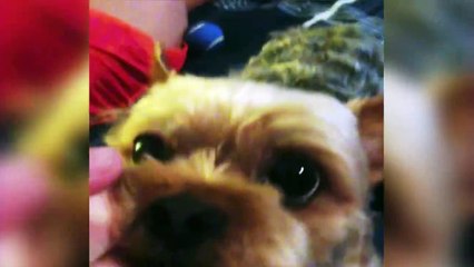 "Attento che ti prendo il Nasino" disse il Padroncino