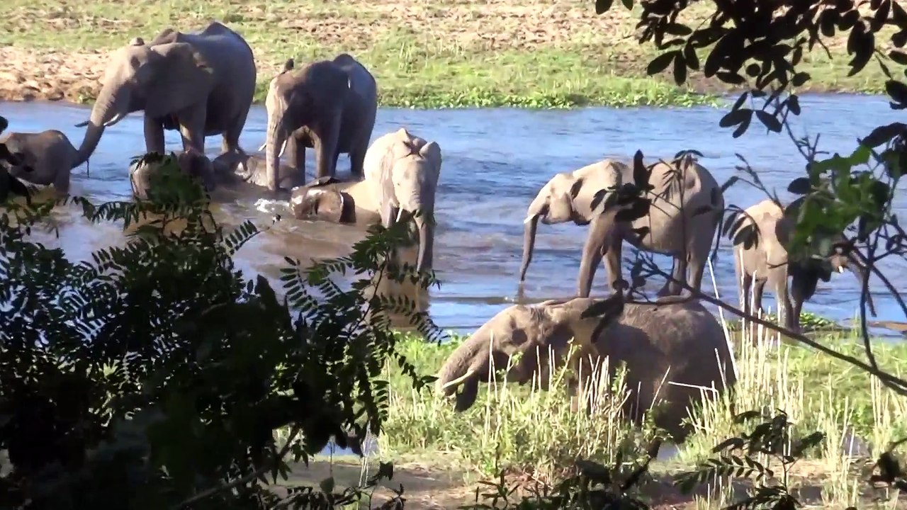 Les éléphants d'Afrique du Sud by Traveler's Step