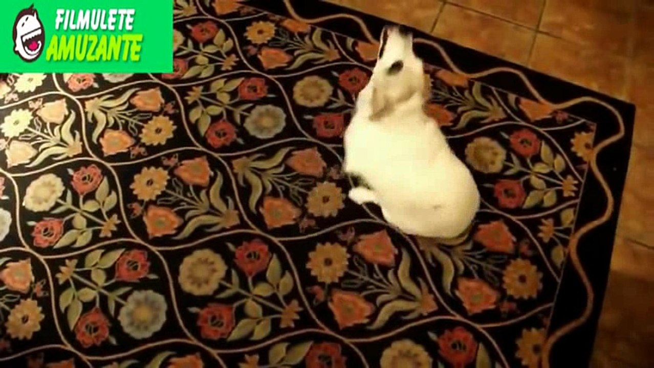 best funny animals-4