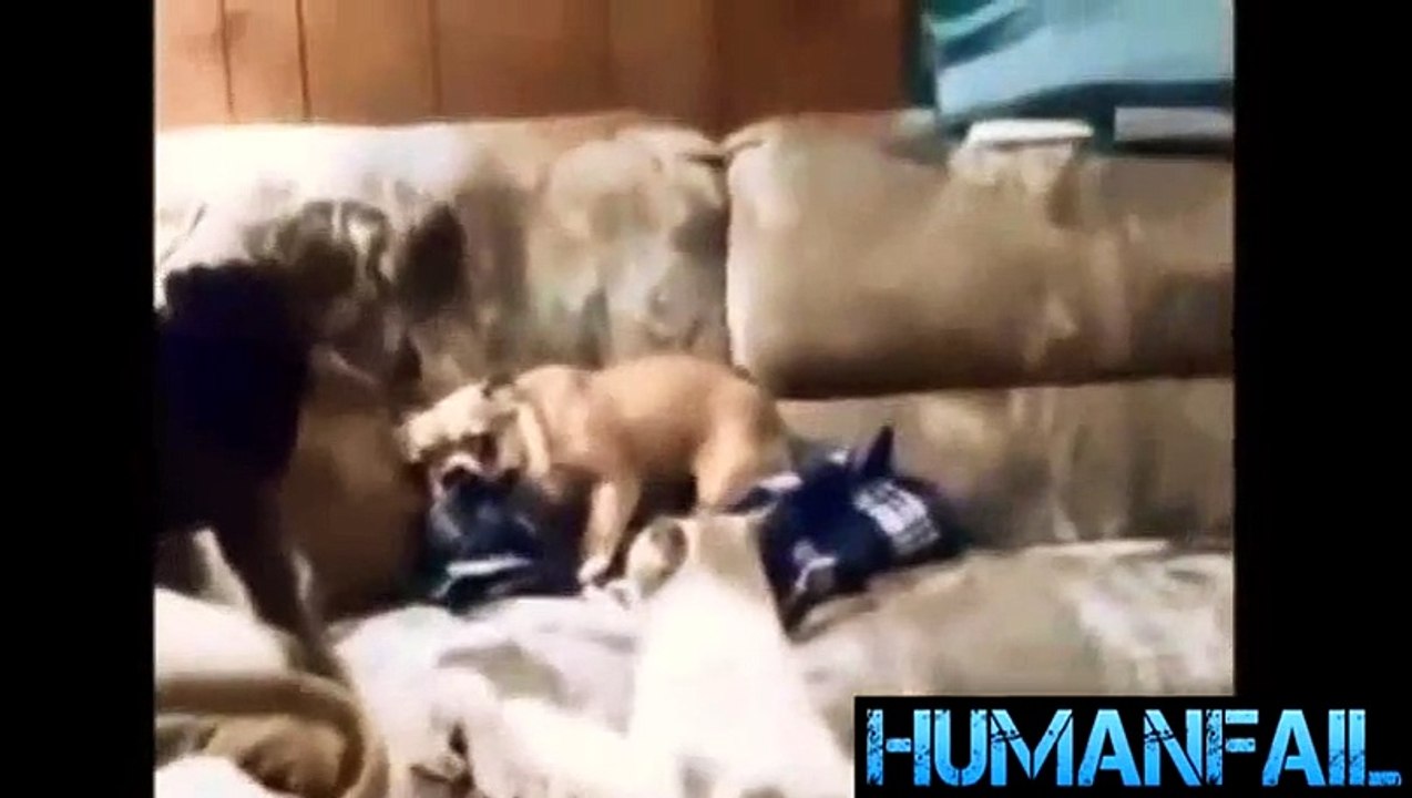 animals-funny videos-2017