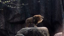 Rugissement exceptionnel de ce Lion du Lincoln Park Zoo