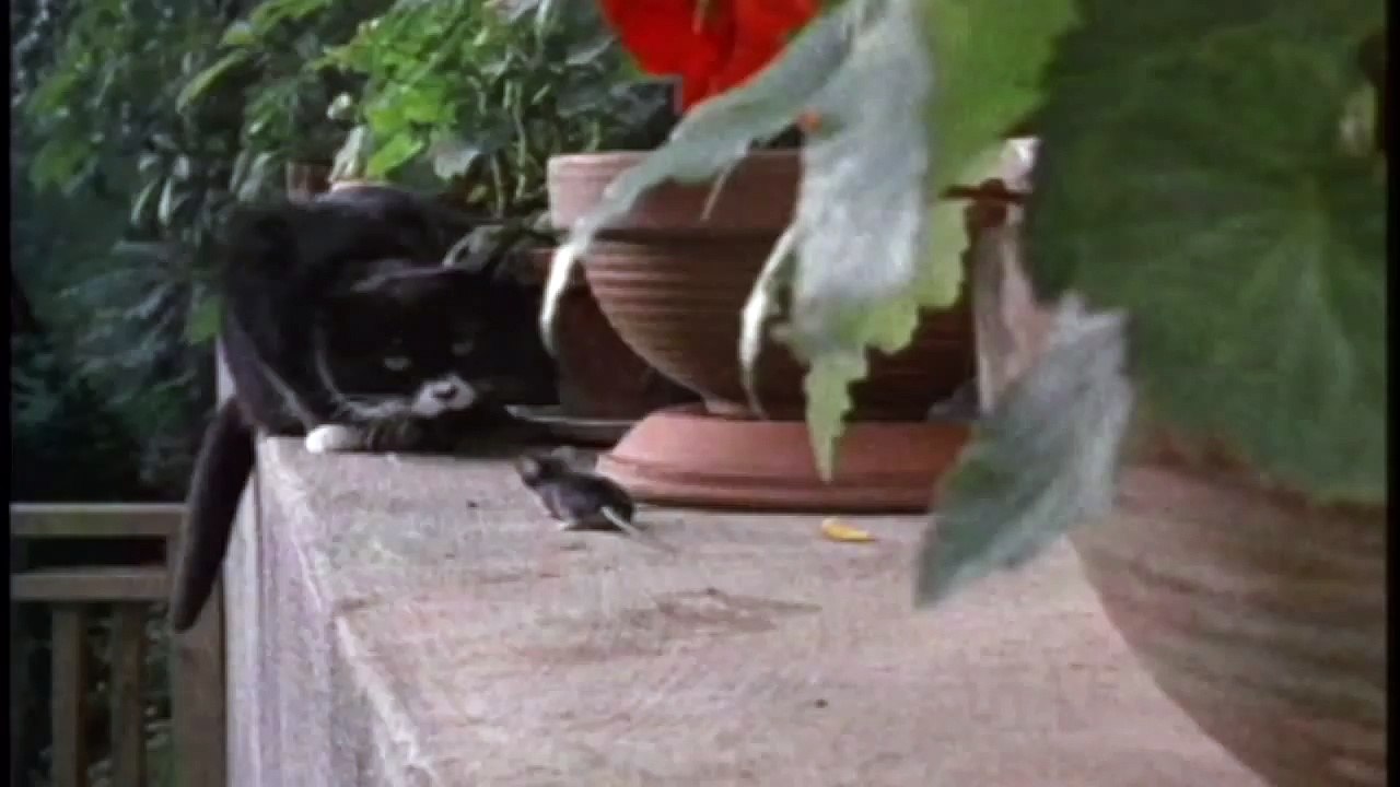 La souris la plus mal chanceuse au monde