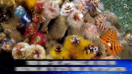 10 créatures marines terrifiantes dont vous ne connaissiez certainement pas l'existence