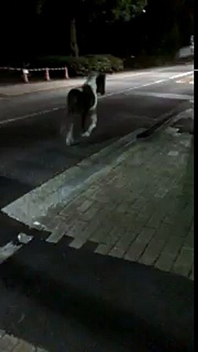 ポニー