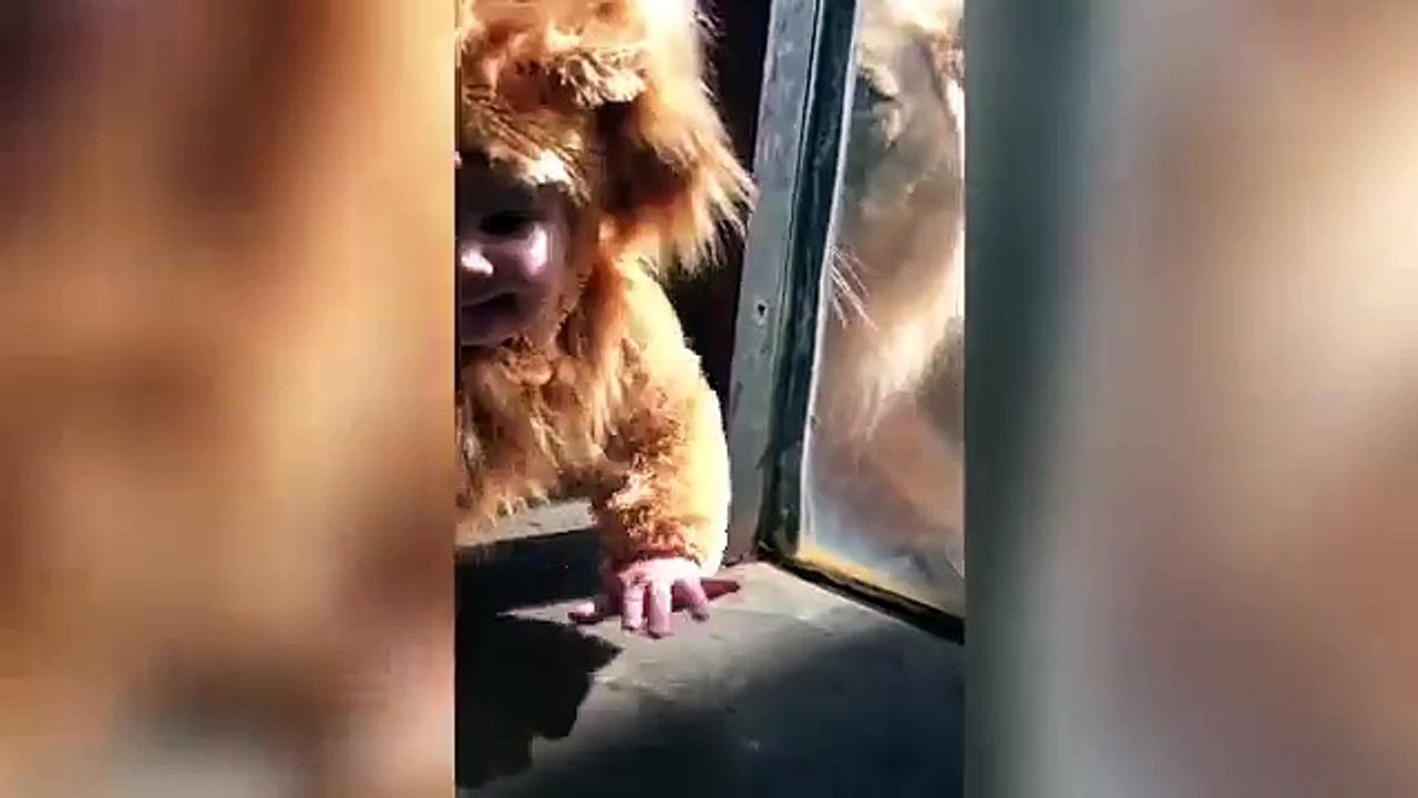 L'adorable rencontre entre un bébé déguisé en lion et ... un vrai lion !