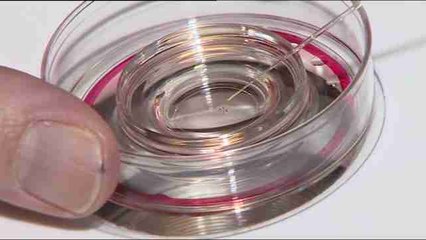 El Reino Unido autoriza fecundación de bebés de "tres progenitores"