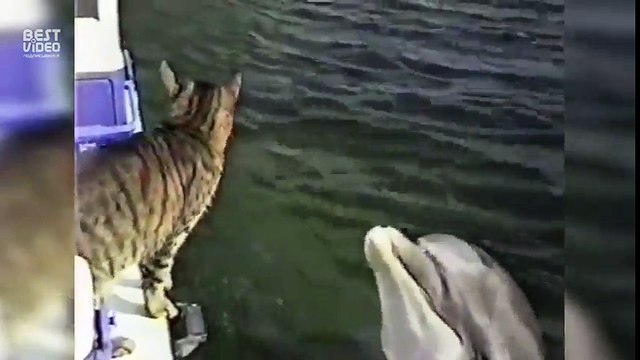 Кот и дельфин.Удивительно, но эти два самых милых животных дружат между собой