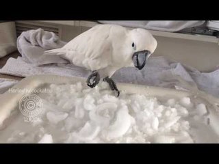 Ice Ice Birdie: Harley the Cockatoo's Freezer Fun ❄️