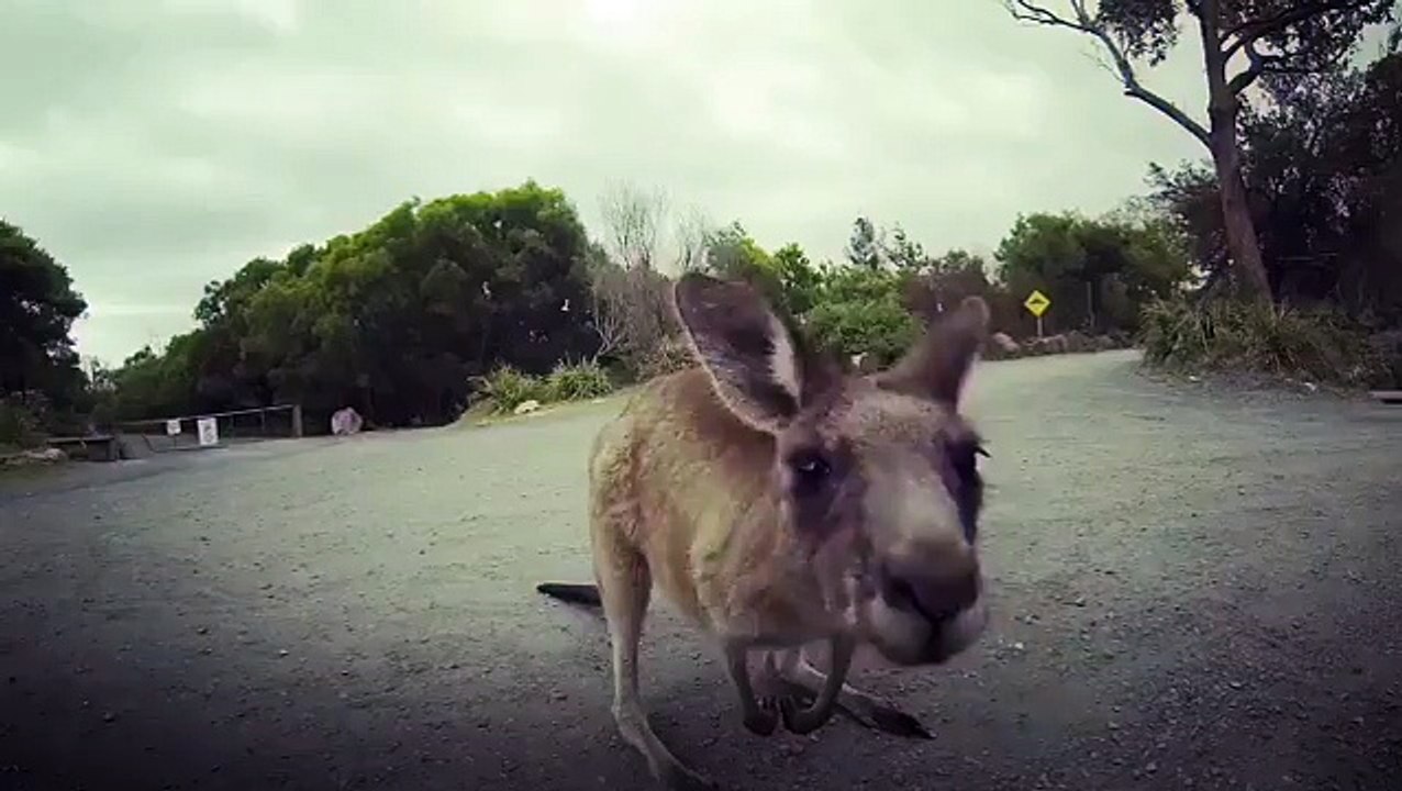 Noël en Australie