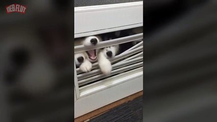 «Ходячие мертвецы» версия с хаски.Эти щенки хаски словно из фильма ужасов