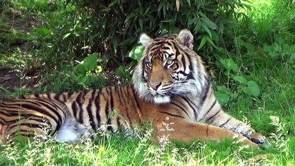 ANIMAL SOUNDS SONG (Part 7)  Babies, Toddlers, Preschool, K-2