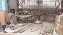 Ce puma est libéré de ses chaines après avoir passé sa vie enchainé