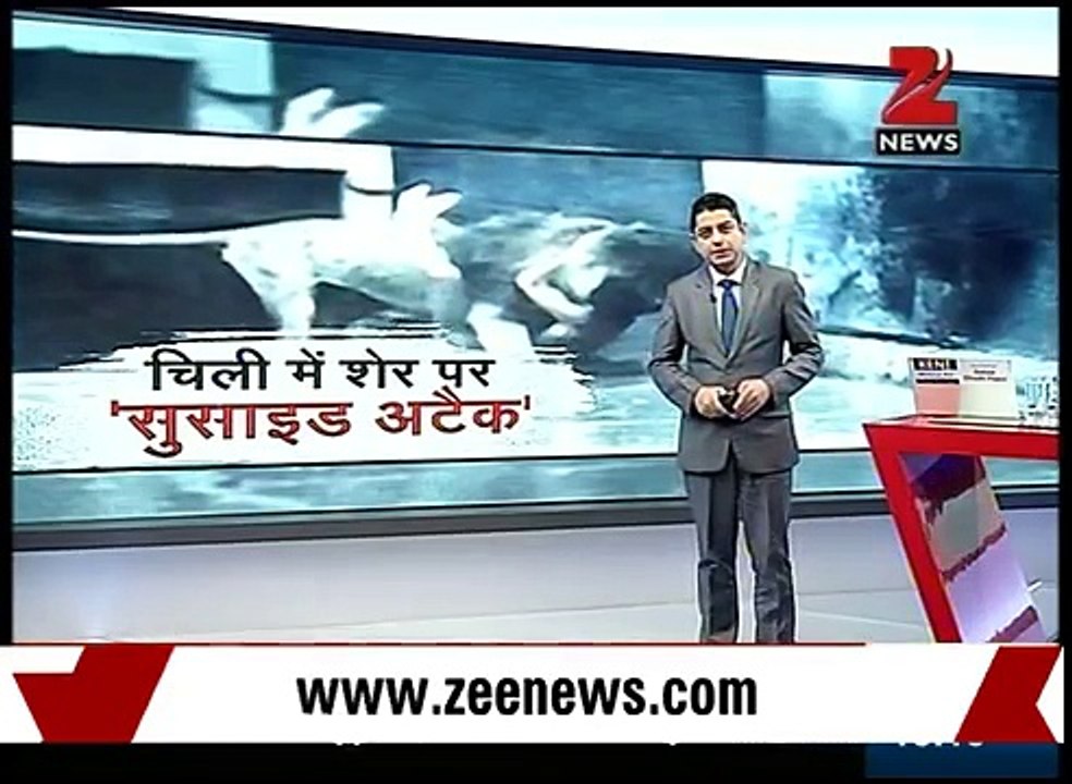 What Lion did In zoo Watch video