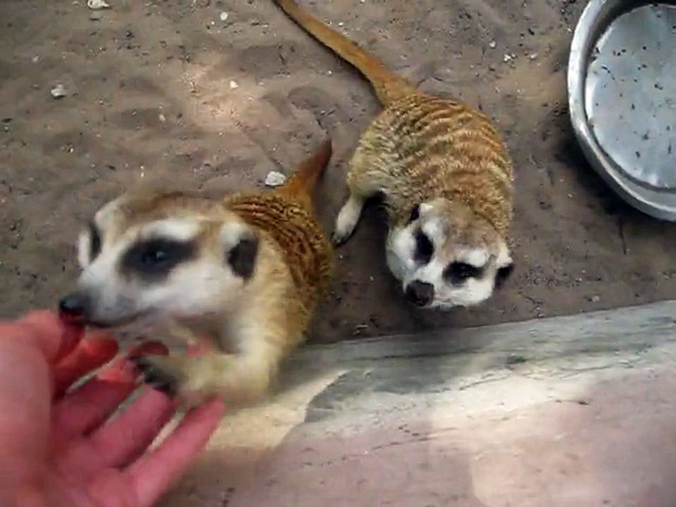 Surprisingly friendly meerkats beg for attention