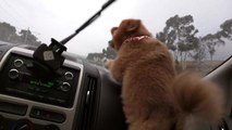 Dog goes completely bonkers for windshield wipers