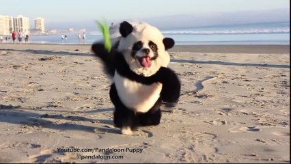 Adorable "panda" sighting at California beach