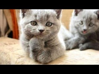 What could possibly be more entertaining and funny than animals - Super funny animal compilation