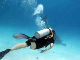 Dolphin Show Live In Hurghada ,Red Sea